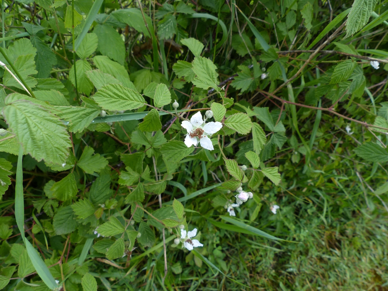 fleur