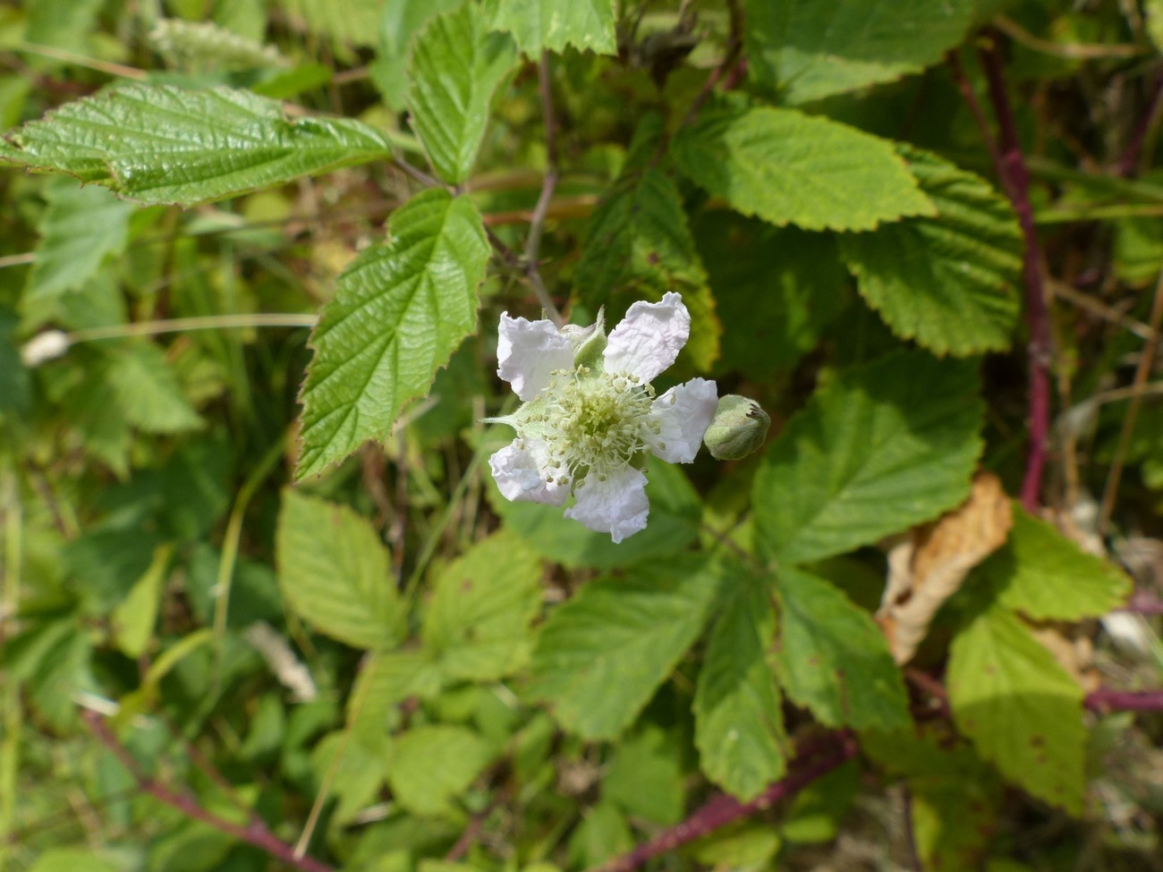 fleur