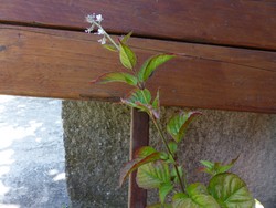 fleur