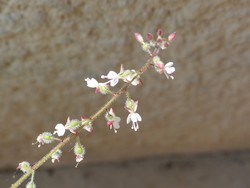 fleur