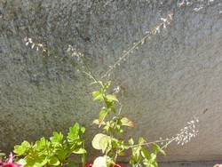 fleur