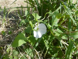 fleur