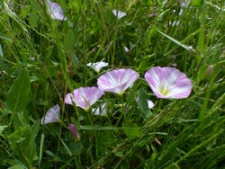 fleur