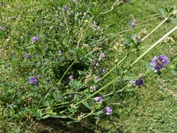 fleur