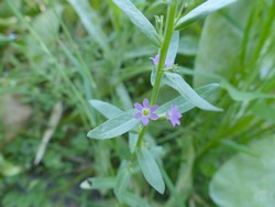 fleur