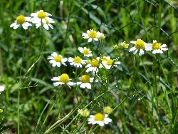 fleur