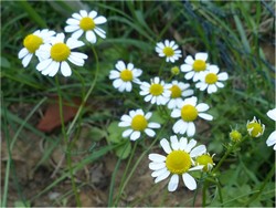 fleur