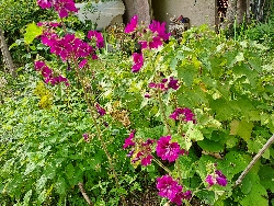 fleur