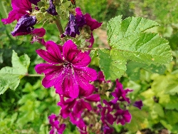 fleur