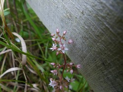 fleur