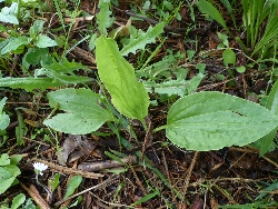 fleur