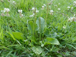 fleur