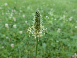 fleur