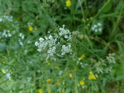 fleur