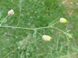 fleur