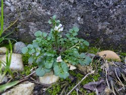 fleur