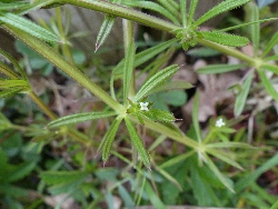 fleur