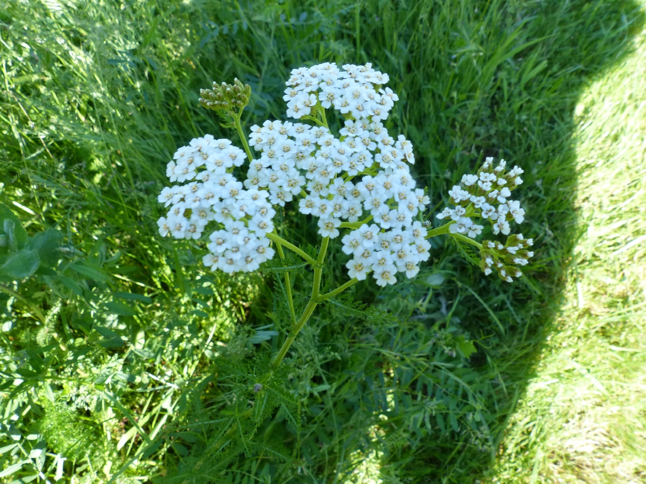 fleur