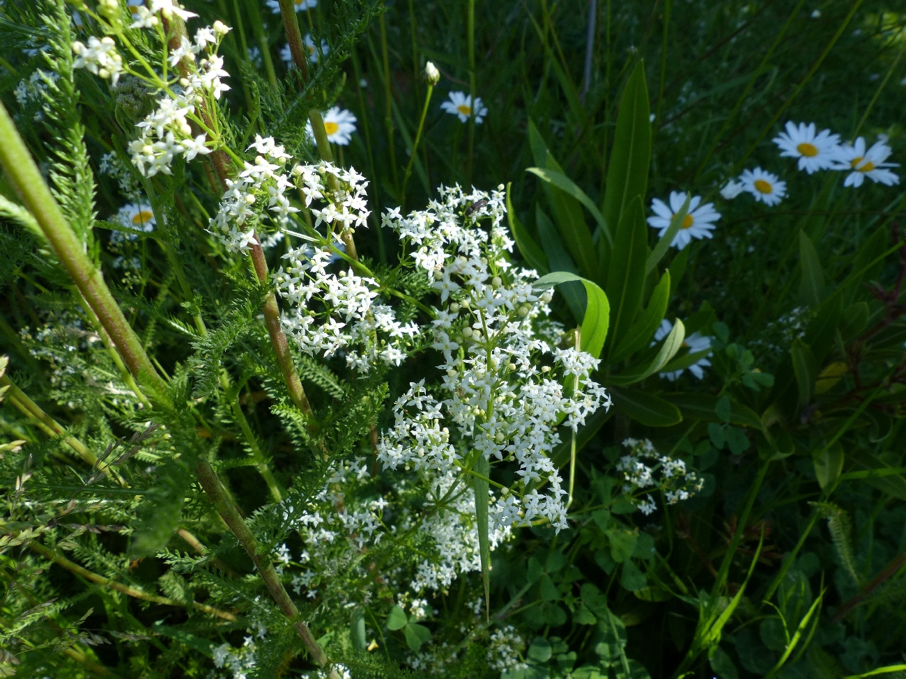 fleur