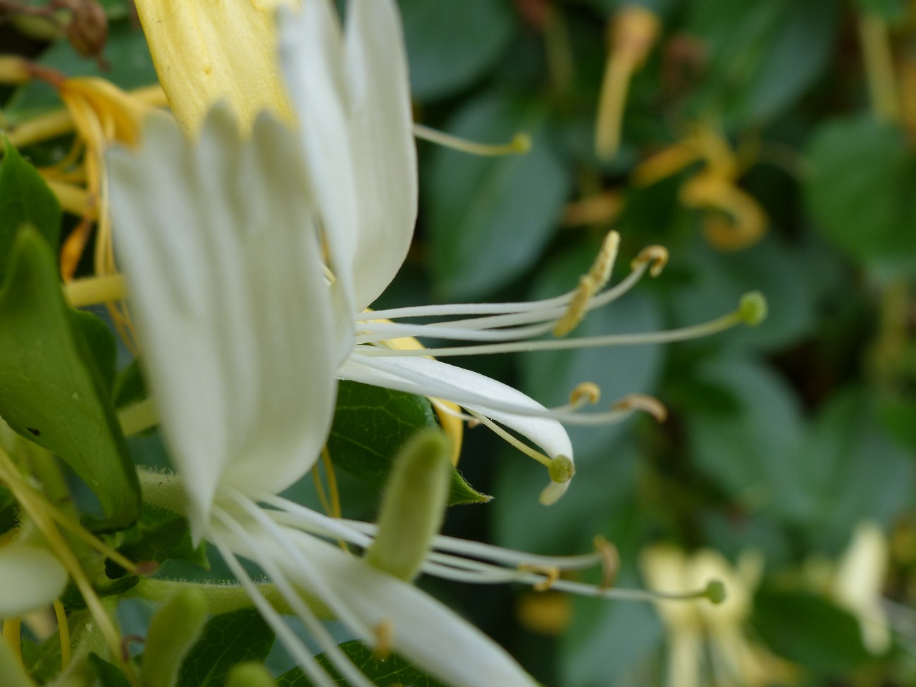 fleur