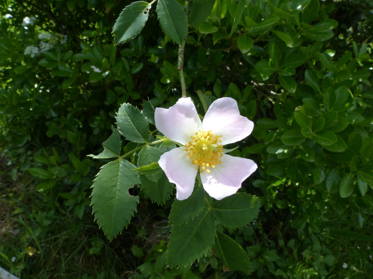 fleur