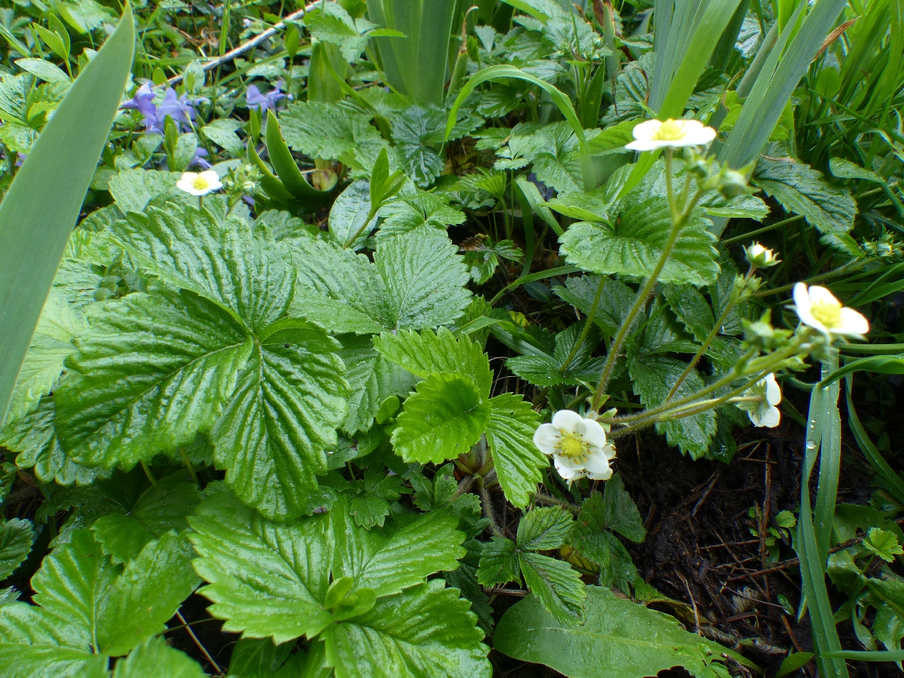 fleur