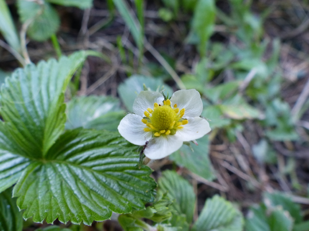 fleur
