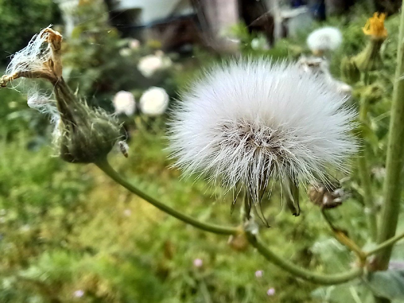 fleur