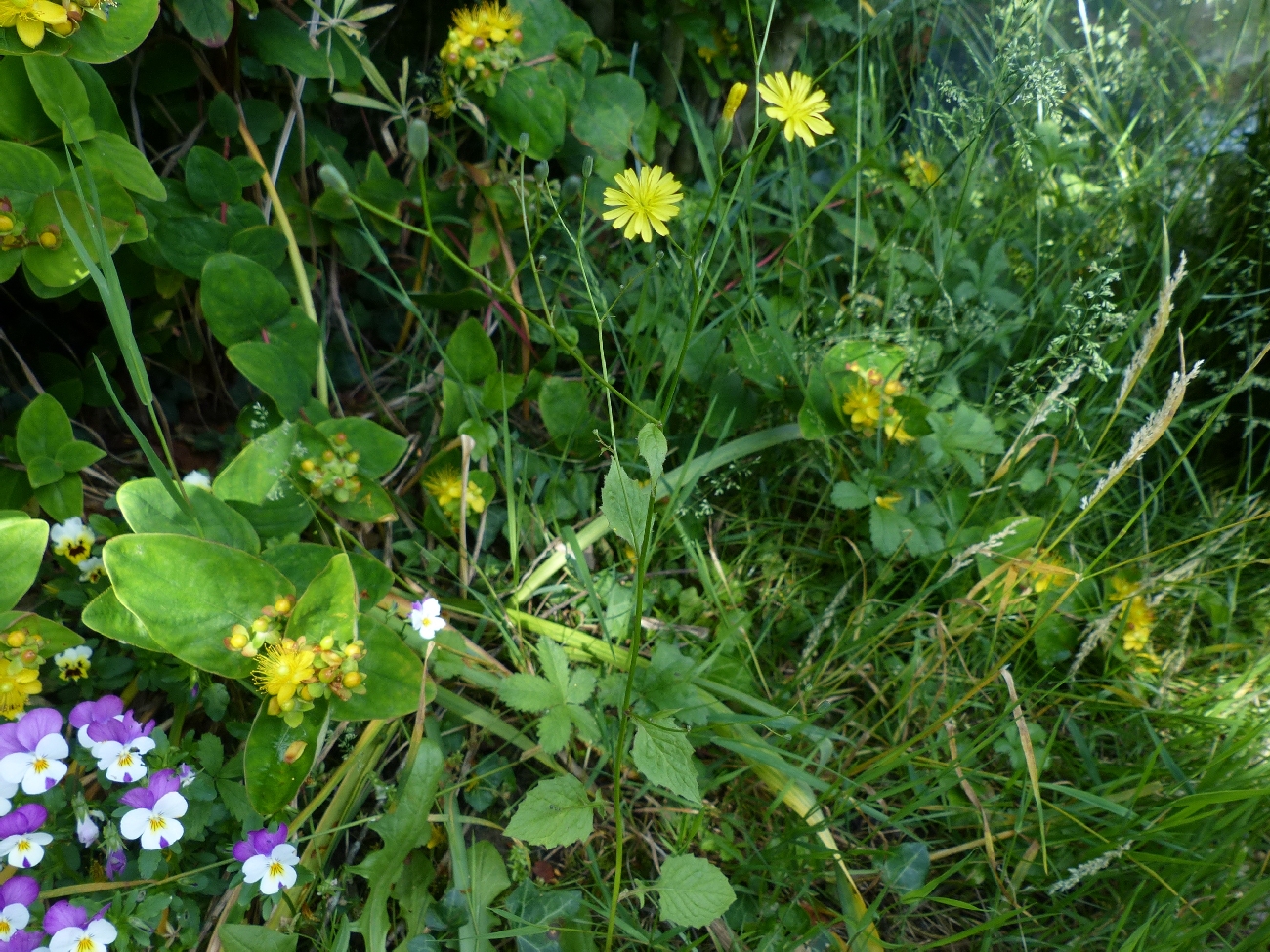 fleur