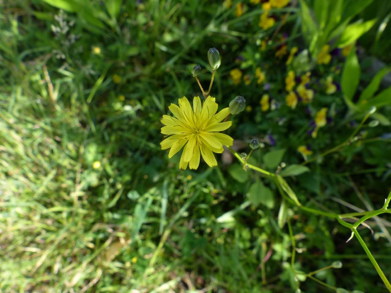 fleur