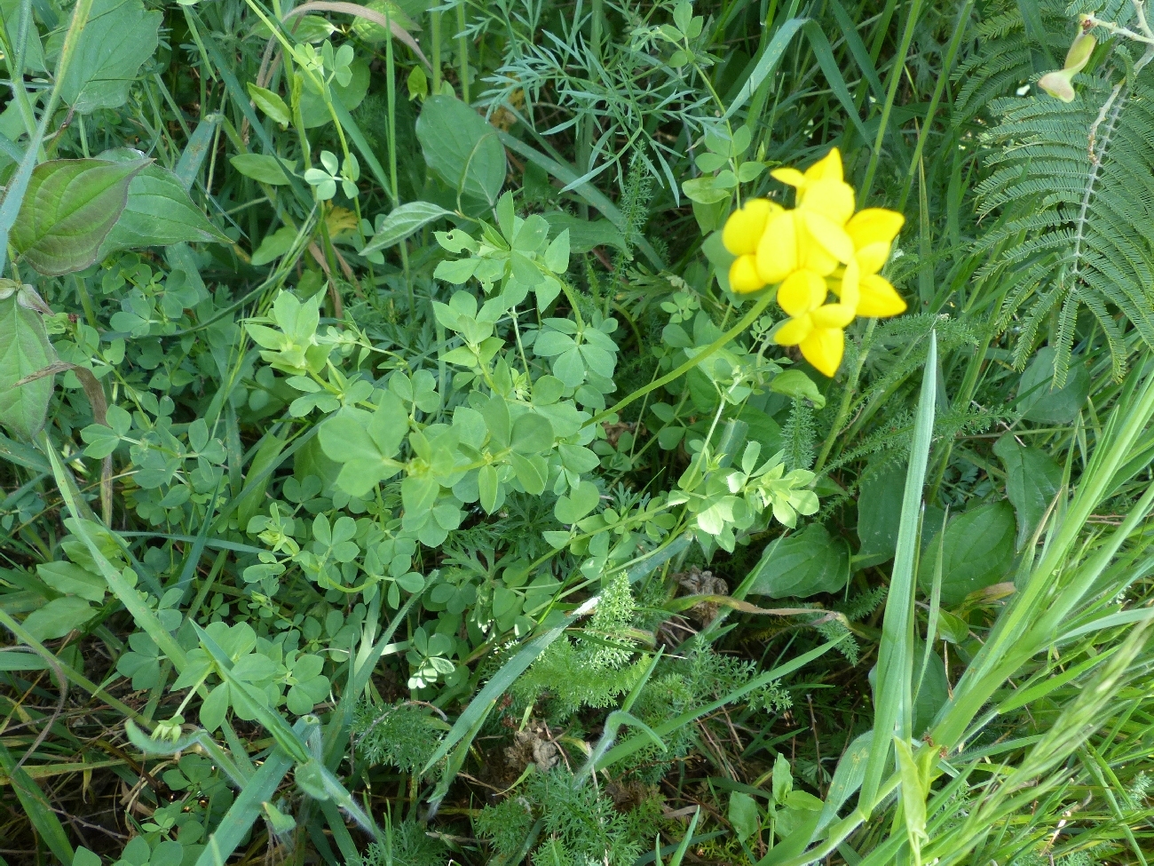 fleur