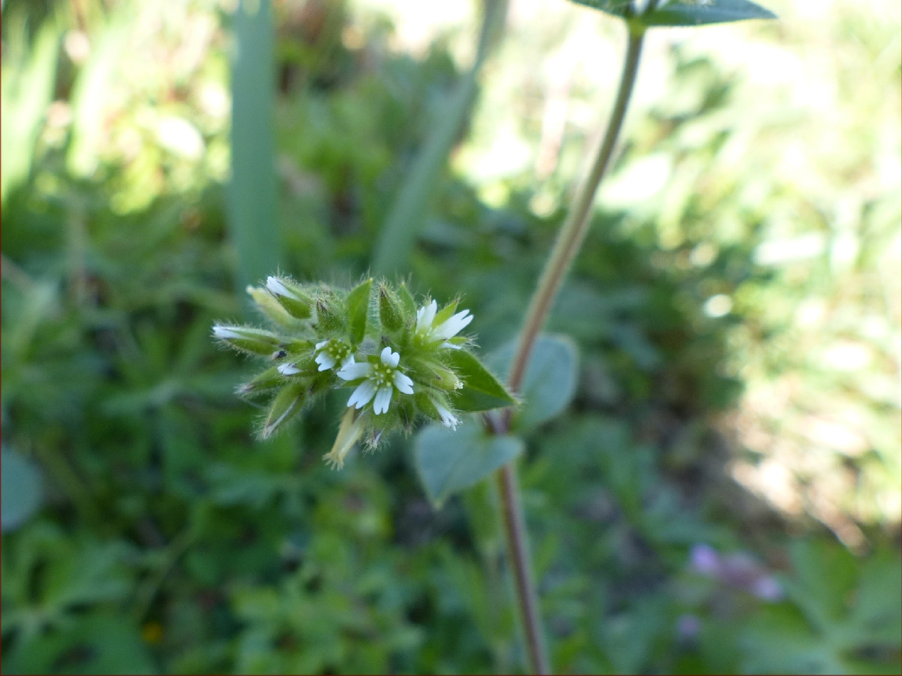fleur