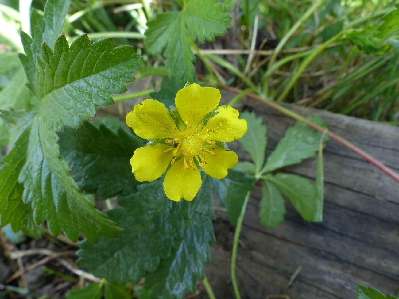 fleur