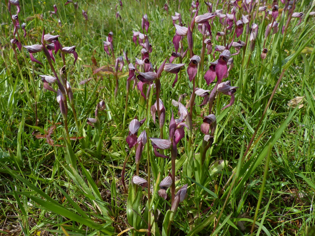 fleur