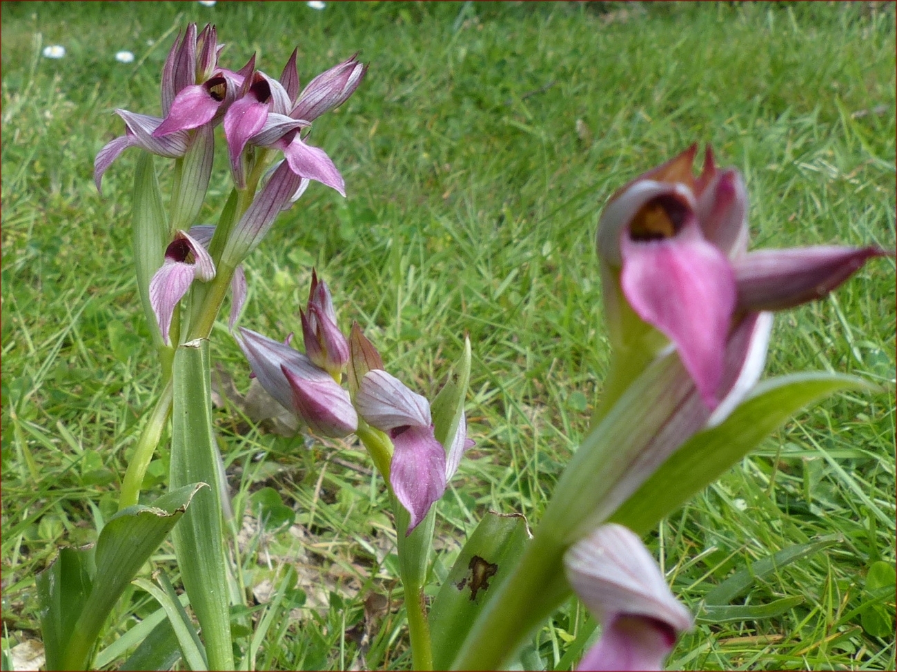 fleur