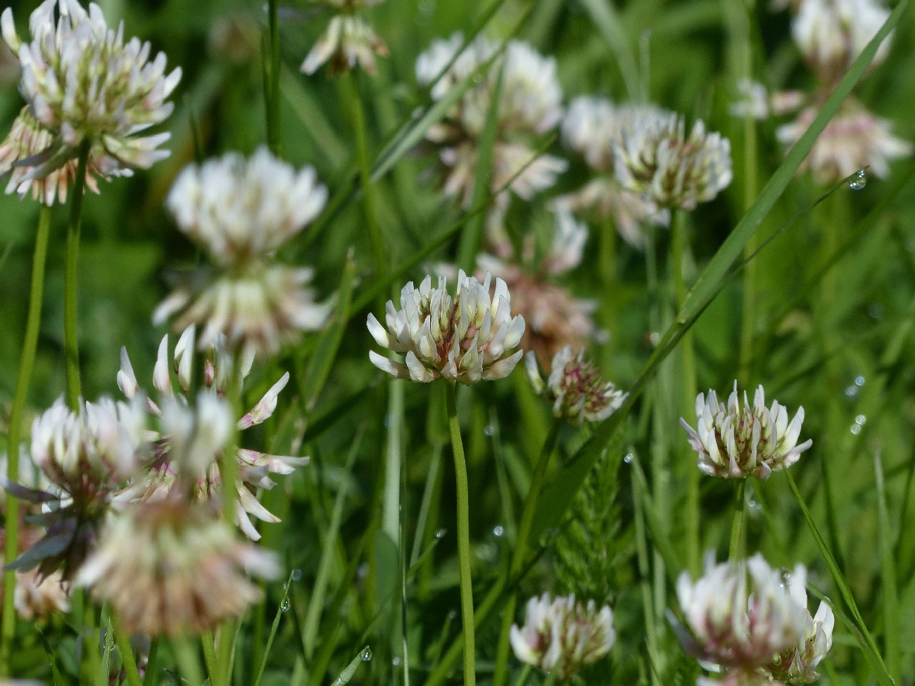 fleur