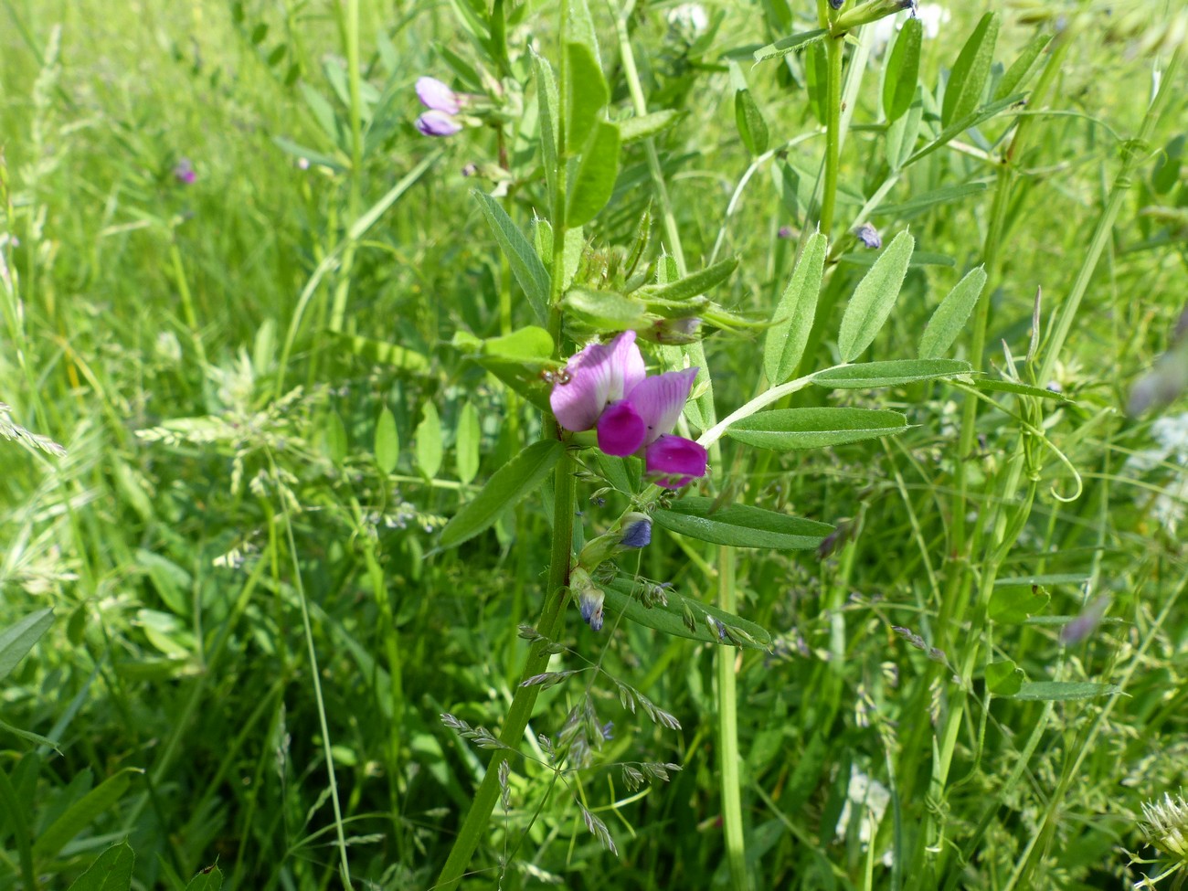 fleur
