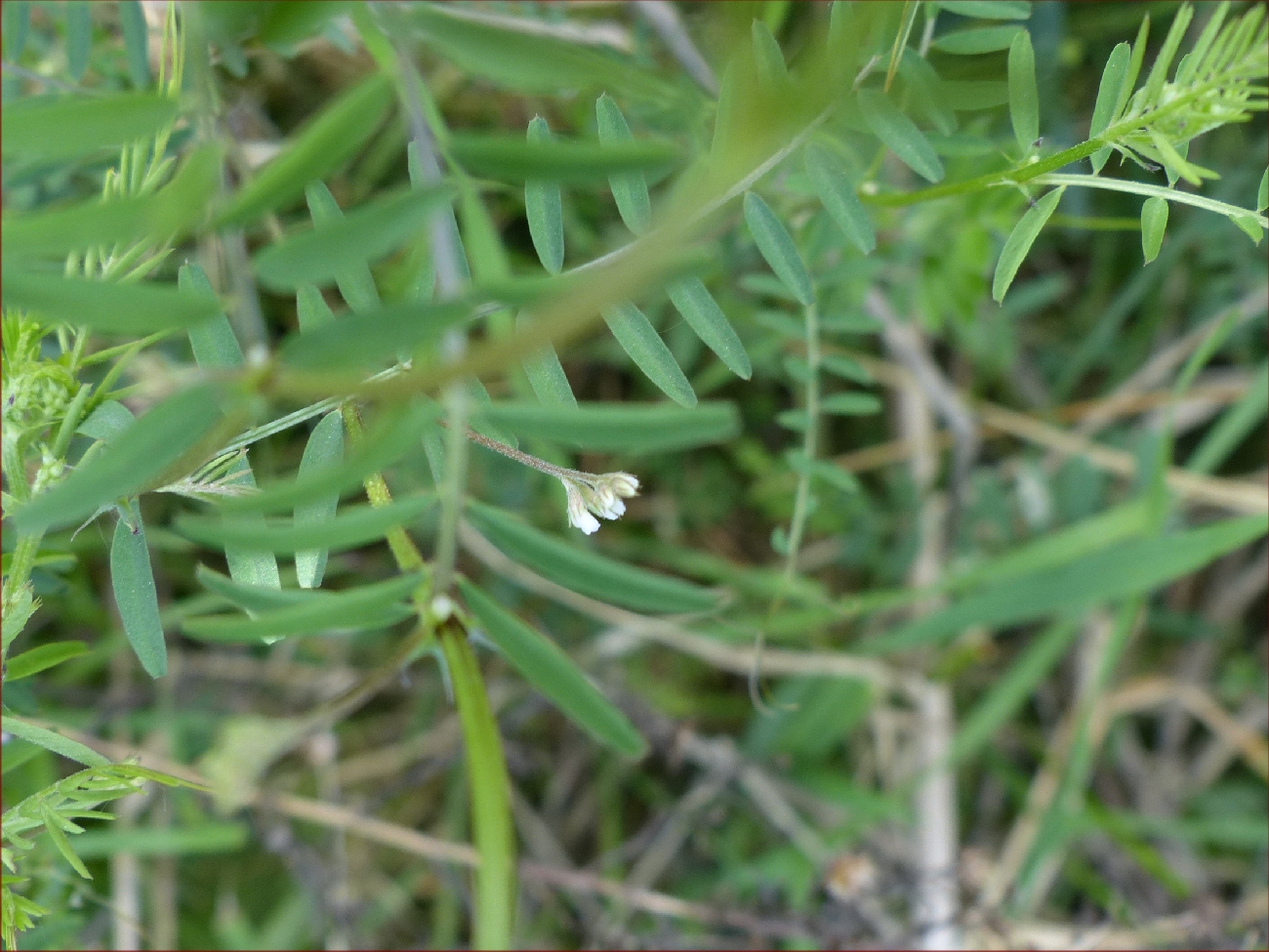fleur