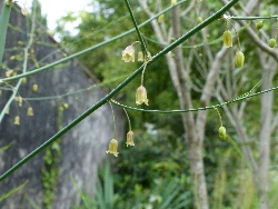 fleur