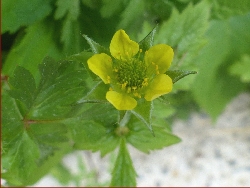 fleur