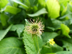fleur