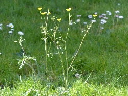 fleur