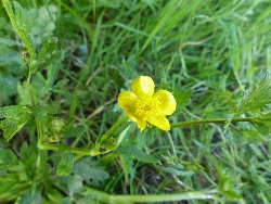 fleur