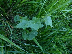 fleur