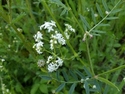 fleur