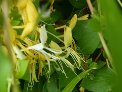 fleur
