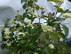 fleur
