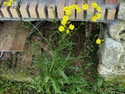 fleur