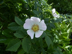 fleur
