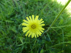 fleur